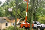 caseys-tree-service-tree-removal-800-600